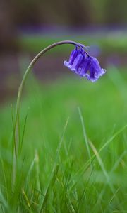 Preview wallpaper bellflower, flower, buds, grass