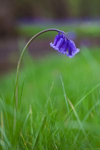 Preview wallpaper bellflower, flower, buds, grass