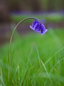 Preview wallpaper bellflower, flower, buds, grass