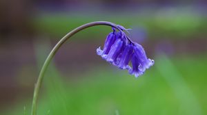 Preview wallpaper bellflower, flower, buds, grass
