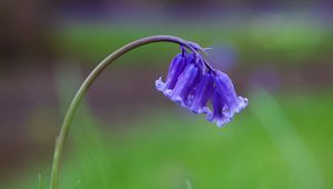 Preview wallpaper bellflower, flower, buds, grass