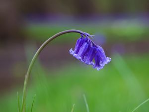 Preview wallpaper bellflower, flower, buds, grass