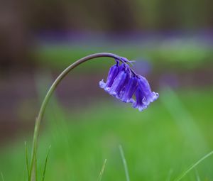 Preview wallpaper bellflower, flower, buds, grass