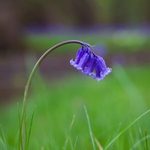 Preview wallpaper bellflower, flower, buds, grass