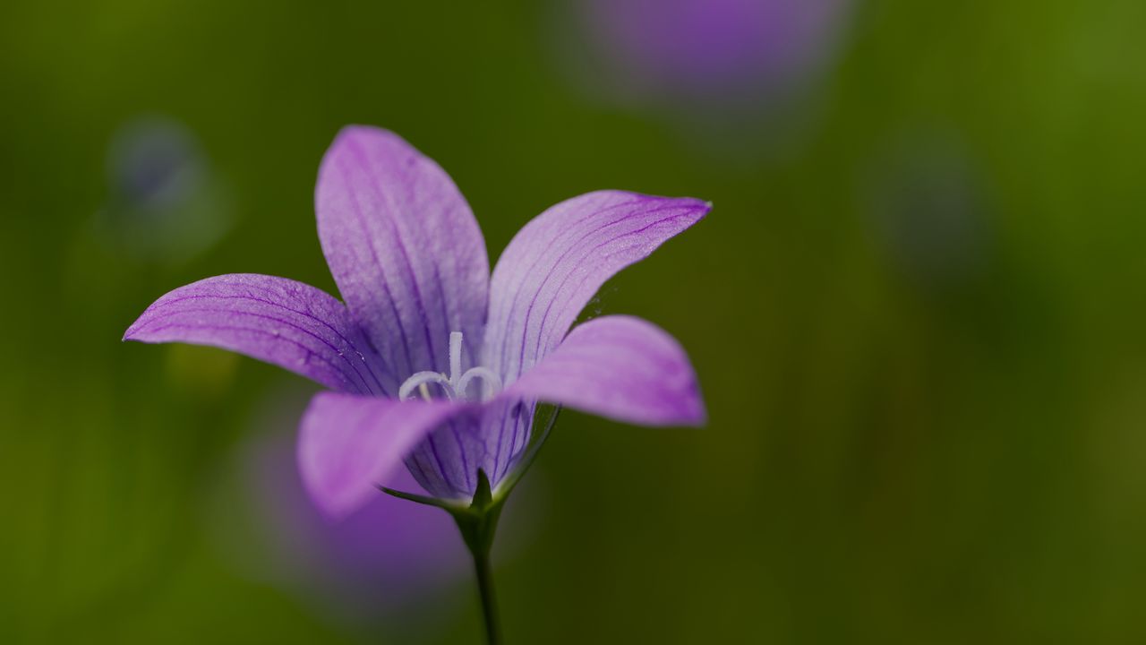 Wallpaper bellflower, petals, flower, macro, purple