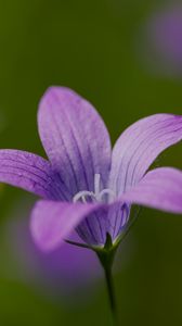 Preview wallpaper bellflower, petals, flower, macro, purple