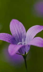 Preview wallpaper bellflower, petals, flower, macro, purple