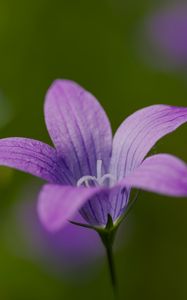Preview wallpaper bellflower, petals, flower, macro, purple
