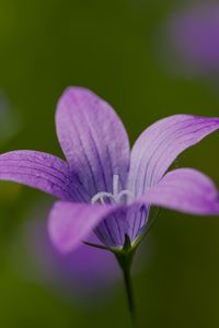 Preview wallpaper bellflower, petals, flower, macro, purple
