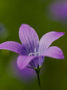 Preview wallpaper bellflower, petals, flower, macro, purple