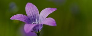 Preview wallpaper bellflower, petals, flower, macro, purple