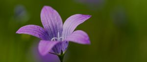 Preview wallpaper bellflower, petals, flower, macro, purple