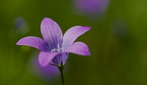 Preview wallpaper bellflower, petals, flower, macro, purple
