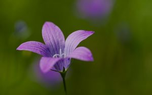 Preview wallpaper bellflower, petals, flower, macro, purple