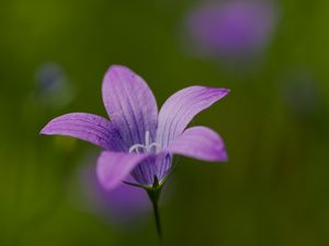 Preview wallpaper bellflower, petals, flower, macro, purple