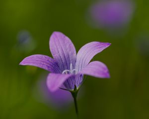 Preview wallpaper bellflower, petals, flower, macro, purple