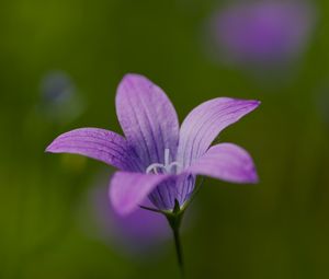 Preview wallpaper bellflower, petals, flower, macro, purple