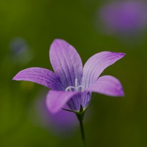 Preview wallpaper bellflower, petals, flower, macro, purple