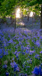 Preview wallpaper bellflowers, flowers, trees, nature, landscape, grass