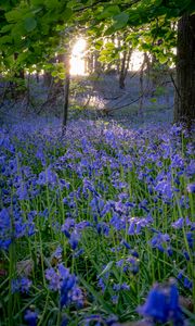 Preview wallpaper bellflowers, flowers, trees, nature, landscape, grass