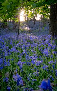 Preview wallpaper bellflowers, flowers, trees, nature, landscape, grass