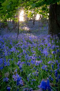 Preview wallpaper bellflowers, flowers, trees, nature, landscape, grass