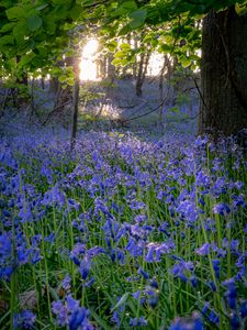 Preview wallpaper bellflowers, flowers, trees, nature, landscape, grass