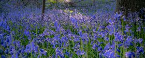 Preview wallpaper bellflowers, flowers, trees, nature, landscape, grass