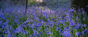 Preview wallpaper bellflowers, flowers, trees, nature, landscape, grass