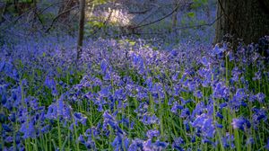 Preview wallpaper bellflowers, flowers, trees, nature, landscape, grass