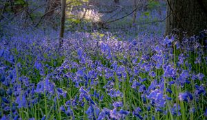 Preview wallpaper bellflowers, flowers, trees, nature, landscape, grass