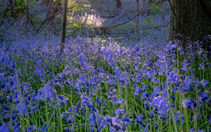 Preview wallpaper bellflowers, flowers, trees, nature, landscape, grass