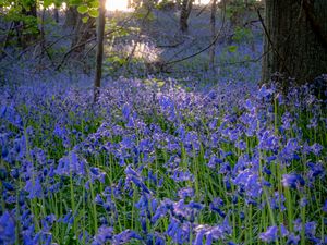 Preview wallpaper bellflowers, flowers, trees, nature, landscape, grass