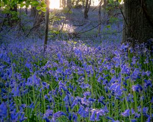 Preview wallpaper bellflowers, flowers, trees, nature, landscape, grass