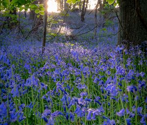 Preview wallpaper bellflowers, flowers, trees, nature, landscape, grass