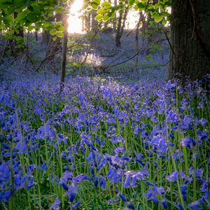 Preview wallpaper bellflowers, flowers, trees, nature, landscape, grass