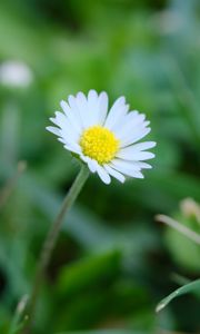 Preview wallpaper bellis, flower, white, petals, blur