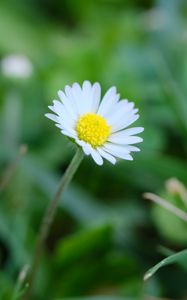 Preview wallpaper bellis, flower, white, petals, blur