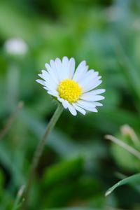 Preview wallpaper bellis, flower, white, petals, blur