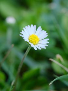 Preview wallpaper bellis, flower, white, petals, blur