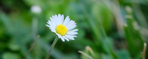 Preview wallpaper bellis, flower, white, petals, blur