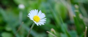 Preview wallpaper bellis, flower, white, petals, blur