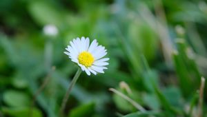 Preview wallpaper bellis, flower, white, petals, blur