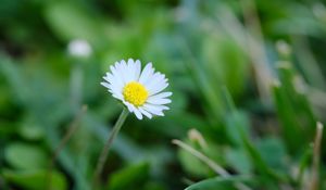 Preview wallpaper bellis, flower, white, petals, blur