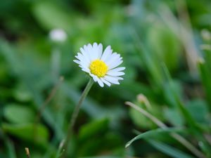 Preview wallpaper bellis, flower, white, petals, blur