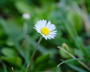 Preview wallpaper bellis, flower, white, petals, blur