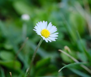 Preview wallpaper bellis, flower, white, petals, blur