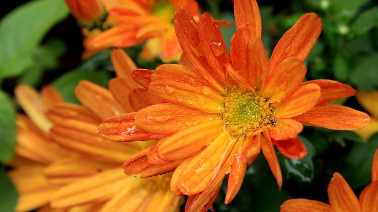 Wallpaper bellis, flowers, dew