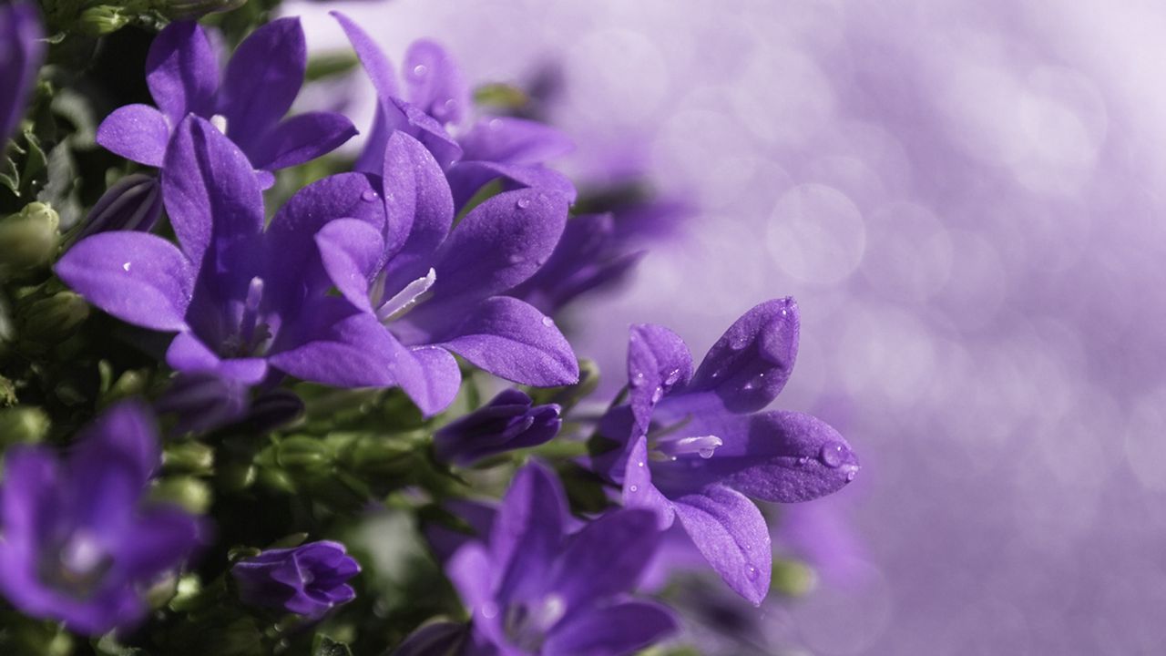 Wallpaper bells, flowers, drops, purple, flowing