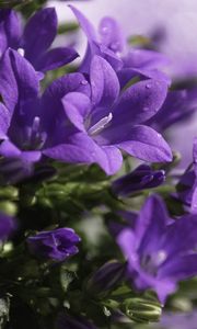 Preview wallpaper bells, flowers, drops, purple, flowing
